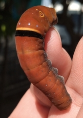 Papilio multicaudata