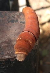 Papilio multicaudata