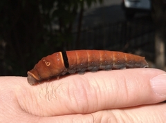 Papilio multicaudata