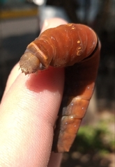 Papilio multicaudata