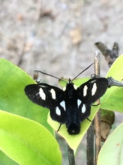Androloma disparata