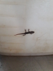 Lygodactylus capensis