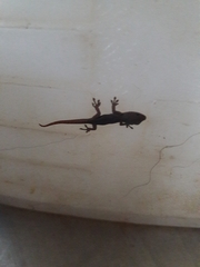 Lygodactylus capensis