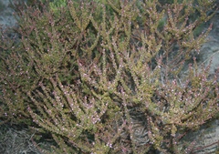 Muraltia rhamnoides