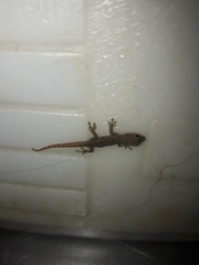 Lygodactylus capensis