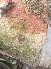 Xerotricha conspurcata