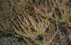 Muraltia rhamnoides