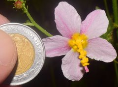 Kosteletzkya depressa