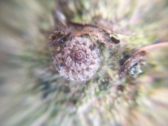 Xerotricha conspurcata