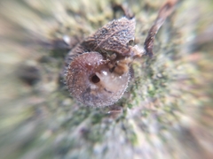 Xerotricha conspurcata