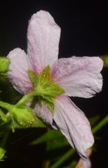 Kosteletzkya depressa