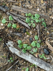Scutellaria tuberosa