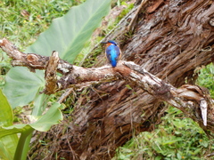 Corythornis vintsioides