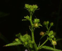 Kosteletzkya depressa