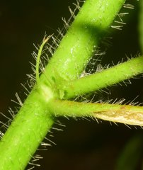 Kosteletzkya depressa