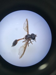 Salpingogaster