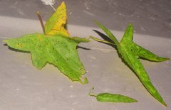 Kosteletzkya depressa