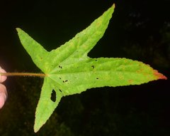 Kosteletzkya depressa