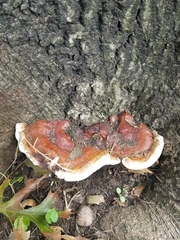 Ganoderma sessile image