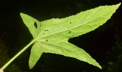 Kosteletzkya depressa