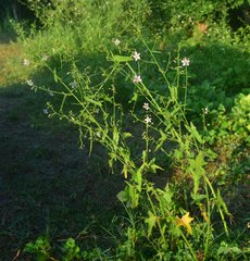 Kosteletzkya depressa