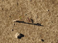 Ectatomma opaciventre