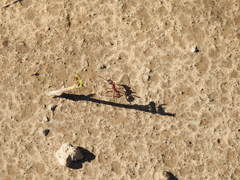 Ectatomma opaciventre