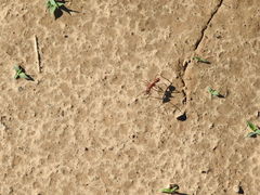 Ectatomma opaciventre