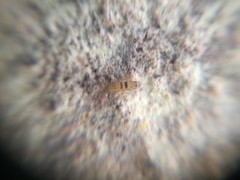 Collembola