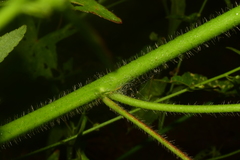 Kosteletzkya depressa