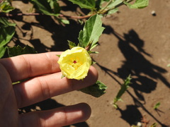Cienfuegosia drummondii