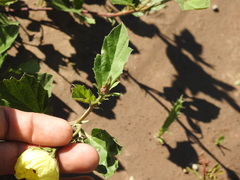 Cienfuegosia drummondii