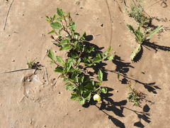Cienfuegosia drummondii