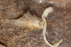 Goniodoris