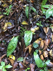 Cremastra appendiculata