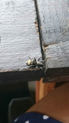 Latonigena auricomis