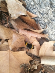 Bombus