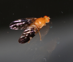 Dirioxa pornia