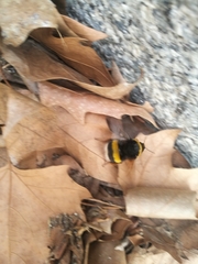 Bombus