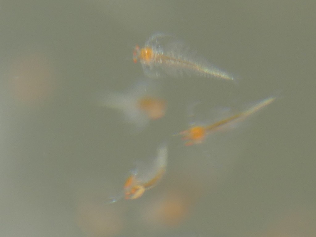 fairy shrimp