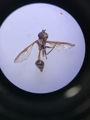 Salpingogaster