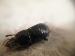 Carabidae