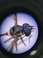 Salpingogaster