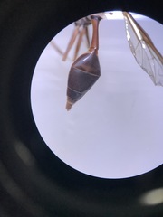 Salpingogaster
