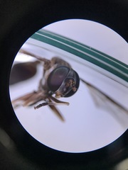 Salpingogaster