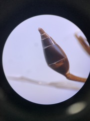 Salpingogaster