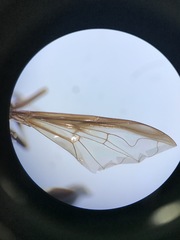 Salpingogaster