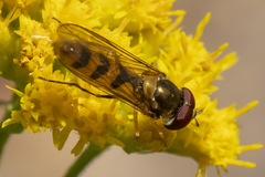 Meliscaeva cinctella image