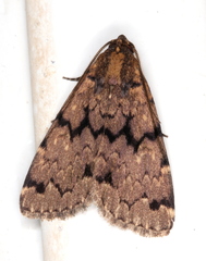 Mormoscopa phricozona