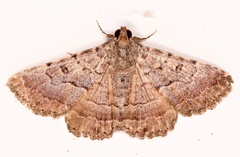 Diatenes aglossoides